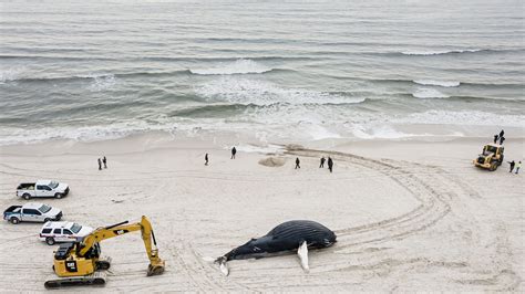 Why 23 Dead Whales Have Washed Up on the East Coast Since December ...