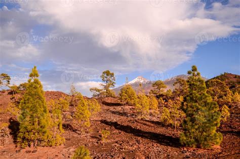 Green forest landscape 19914621 Stock Photo at Vecteezy