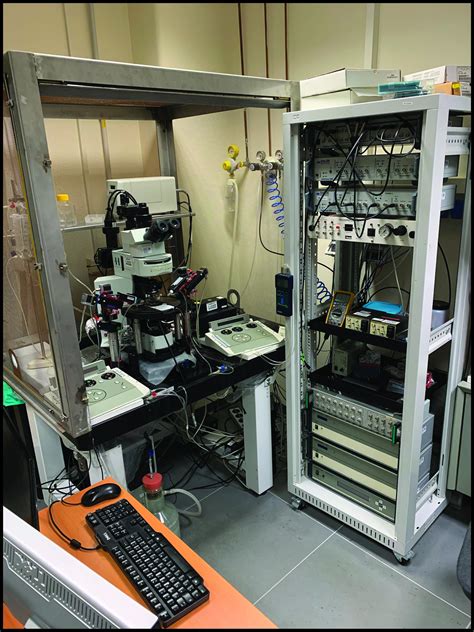 Cell-attached and Whole-cell Patch-clamp Recordings of Dopamine Neurons ...