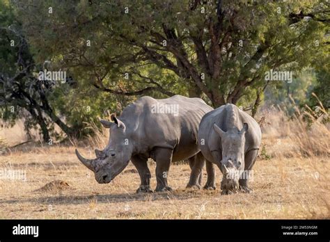 Mother white rhino and older calf grazing in the dried grasses, Limpopo Province, South Africa ...