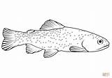 Apache Trout Oncorhynchus coloring Page  Free Printable sketch template