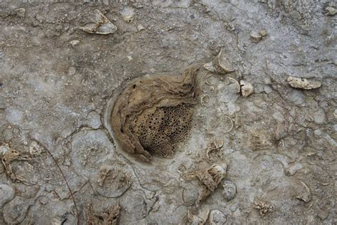 Recognizing Fossils on the Fossil Beds - Falls of the Ohio