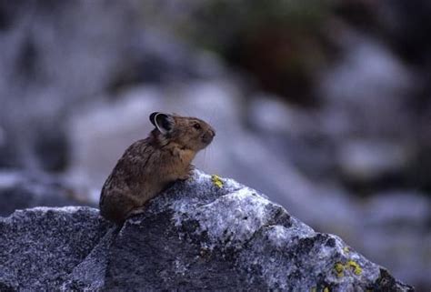 American Pika (Ochotona princeps) | Idaho Fish and Game