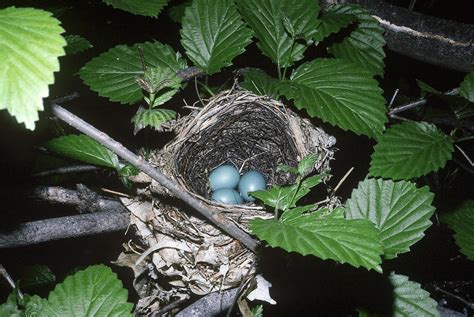 Wood Thrush Nest Photograph by Nicholas Bergkessel Jr