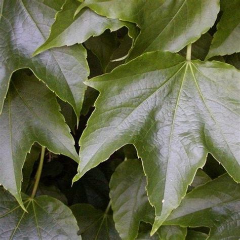 Boston Ivy Vine Seeds parthenocissus Tricuspidata 30seeds - Etsy