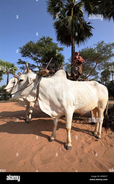 Farm animals at work Stock Photo - Alamy