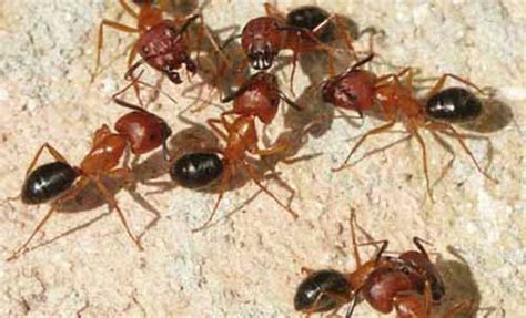 Florida carpenter ant - Camponotus floridanus (Buckley) and Camponotus tortuganus (Emery)