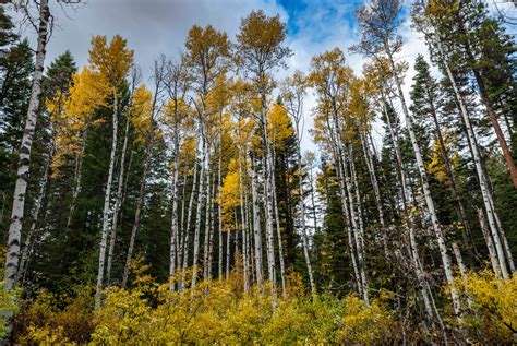 Fall Colors, McCall, Idaho