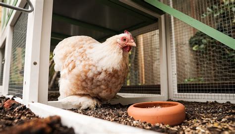 The best chicken coop materials - Dine-A-Chook