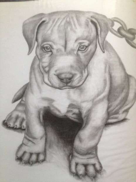 10+ Cool Drawings Of Pitbulls | Puppy sketch, Pitbull drawing, Puppy ...