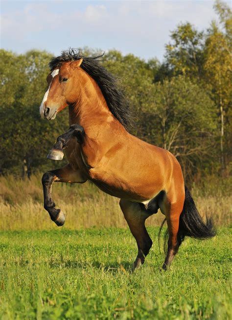 Mustang Horse | Breed Guide | HorseClicks