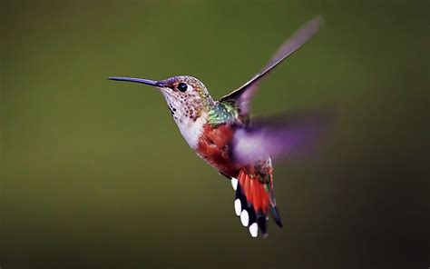 Pin by Montzalee Wittmann on Beauty | Hummingbird, Bird, Hummingbird ...