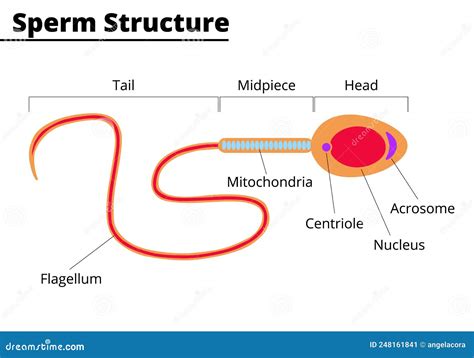 Morphological Structure of Sperm Cell Stock Vector - Illustration of conception, genome: 248161841