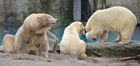 Rotterdam Zoo | Rotterdam zoo, Trip advisor, Rotterdam