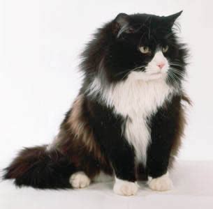 File:Black and white Norwegian Forest Cat.jpg - Wikipedia, the free encyclopedia