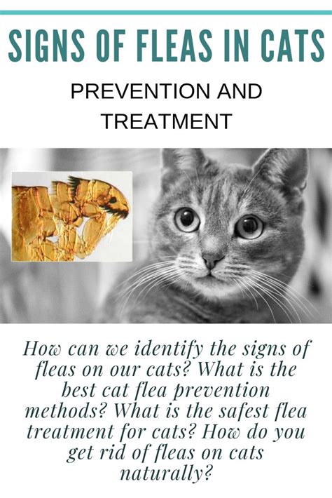 How Do I Know if My Cat Has Fleas