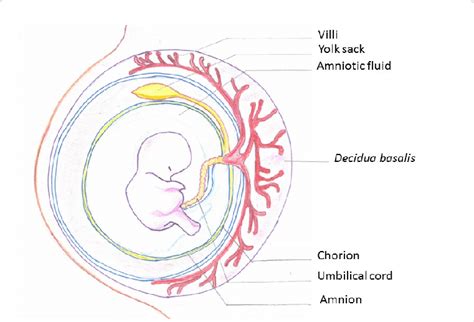 Structure of the placenta. We isolated MSCs from the amnion, the ...