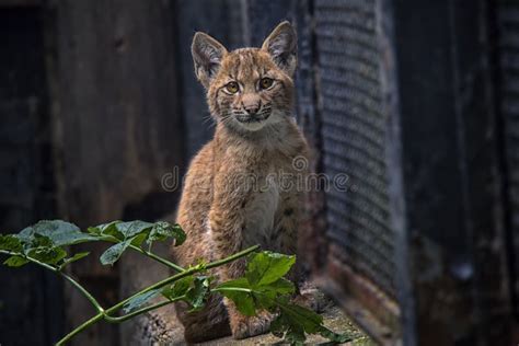 Lynx cub. stock image. Image of lynx, canoneos550d, young - 107221669