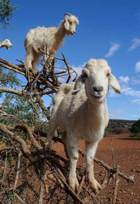 Tree Goats of Morocco | Goats, Morocco, Argan tree