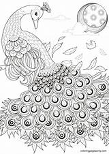 50 Peacock Coloring Pages  ColoringPagesOnlycom sketch template