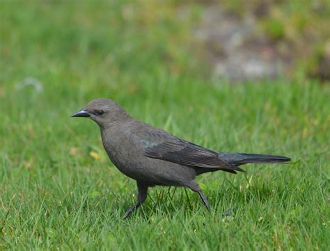 Bird Lore: Brewer's Blackbird - My Edmonds News