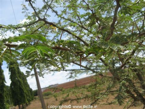 Yellow Mimosa | Flowering Trees | Gardening