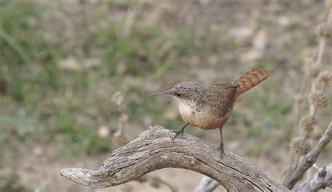 Arizona’s Wrens | birdingthebrookeandbeyond