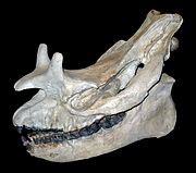 Category:Megacerops skulls - Wikimedia Commons