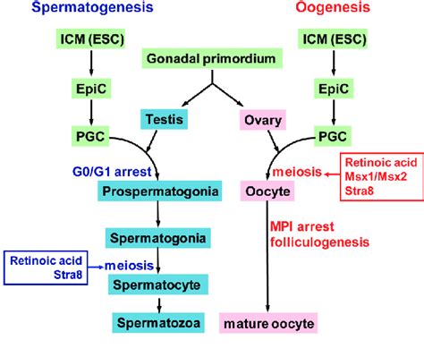 Sexual differentiation of germ cells. ICM: innercell mass; ESC ...