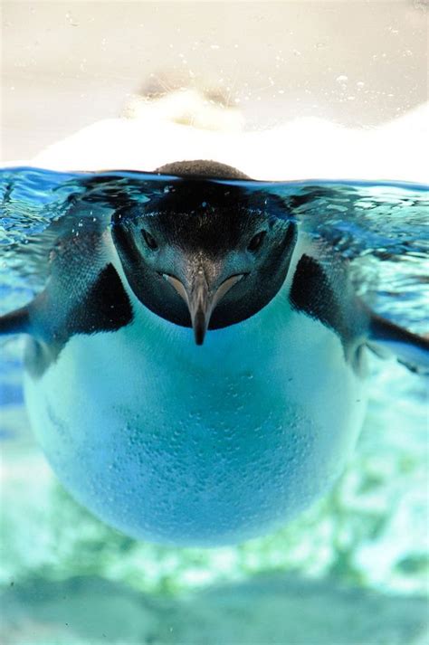 penguin swim | Wildly Adorable... | Pinterest