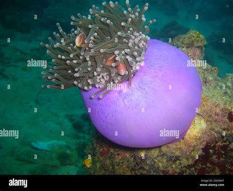 Clownfish (Amphiprion Percula) in an Anemone (Heteractis Magnifica) in the filipino sea 28.10. ...