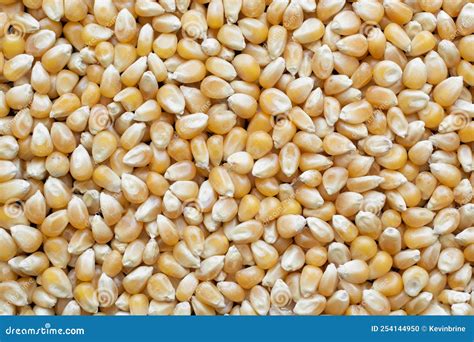 Popcorn Kernels stock photo. Image of seed, popcorn - 254144950