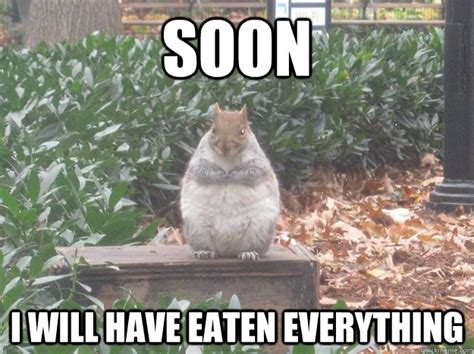 Plotting Fat Squirrel : r/AdviceAnimals