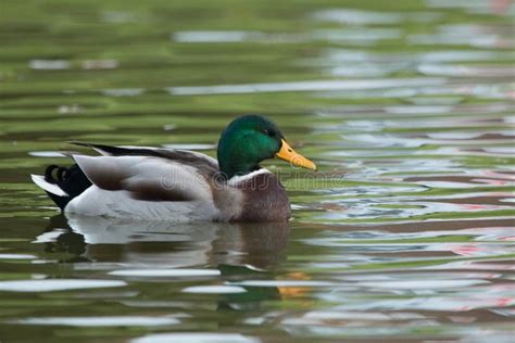 Male Mallard Duck Swimming in Pond Stock Photo - Image of lake, profile: 63754192