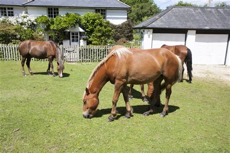 Horses On Village Green Free Stock Photo - Public Domain Pictures