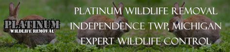 Independence TWP Michigan Wildlife Control Services - By Platinum ...