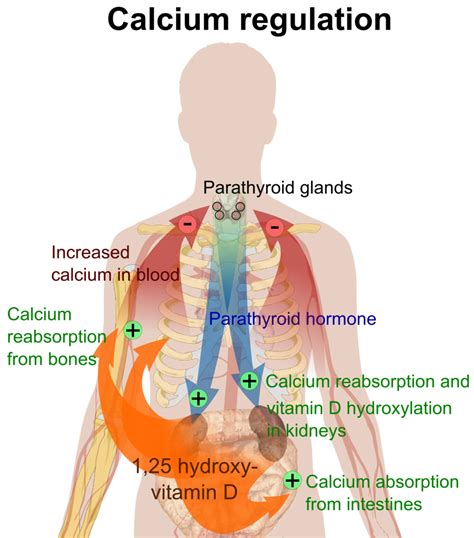 Hormone Regulation of Plasma Calcium: Human