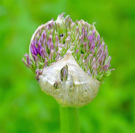 Bud with insect Photograph by Ritu Puppala | Fine Art America