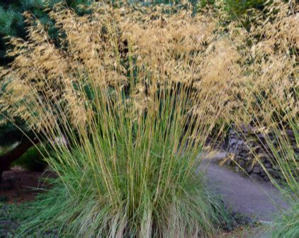 Stipa gigantea 'Little Giant' - Xera Plants