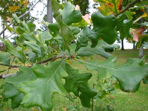 Quercus stellata - post oak | The Dawes Arboretum