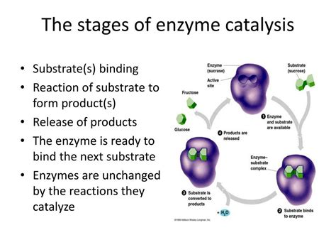 PPT - Chymosin Lab PowerPoint Presentation, free download - ID:484941