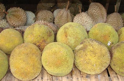 Marang, Artocarpus odoratissimus