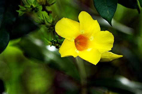 Allamanda Flower Yellow - Free photo on Pixabay