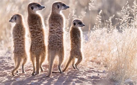 Meerkat Family Wallpapers - Top Free Meerkat Family Backgrounds ...