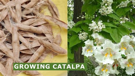 Northern Catalpa Tree Beans Fabulous Collection | www.og6666.com