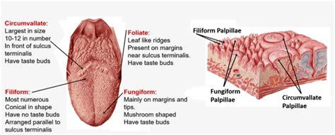 Tongue- Types Of Papillae - Tongue Anatomy - 1975x707 PNG Download - PNGkit