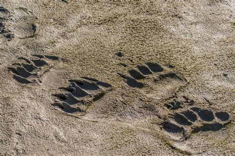 Grizzly Bear Tracks Photo 287 | Alaska | USA | Photos by Jess Lee