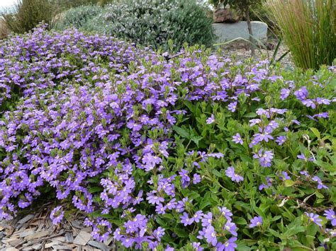 Groundcovers | Australian Plants Society