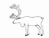 Caribou Coloring Page Pages sketch template