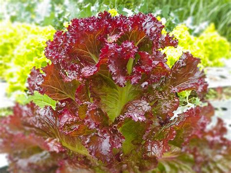 Red Leaf Lettuce – Sunria